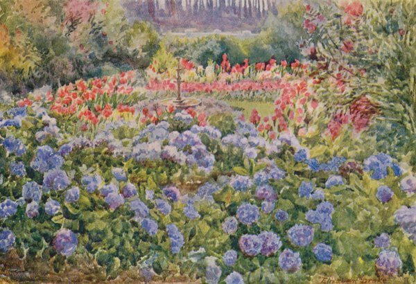 Blue Hydrangeas and Pink Cannas, Alphen, Wynberg von Elizabeth Drake