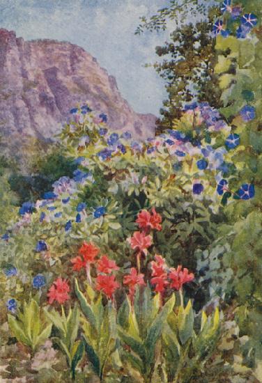 Blue Ipomoea and Cannas, Bishopscourt, near Cape Town