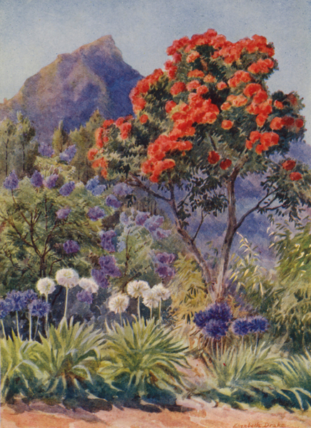 Scarlet-flowering Eucalyptus, near Cape Town von Elizabeth Drake