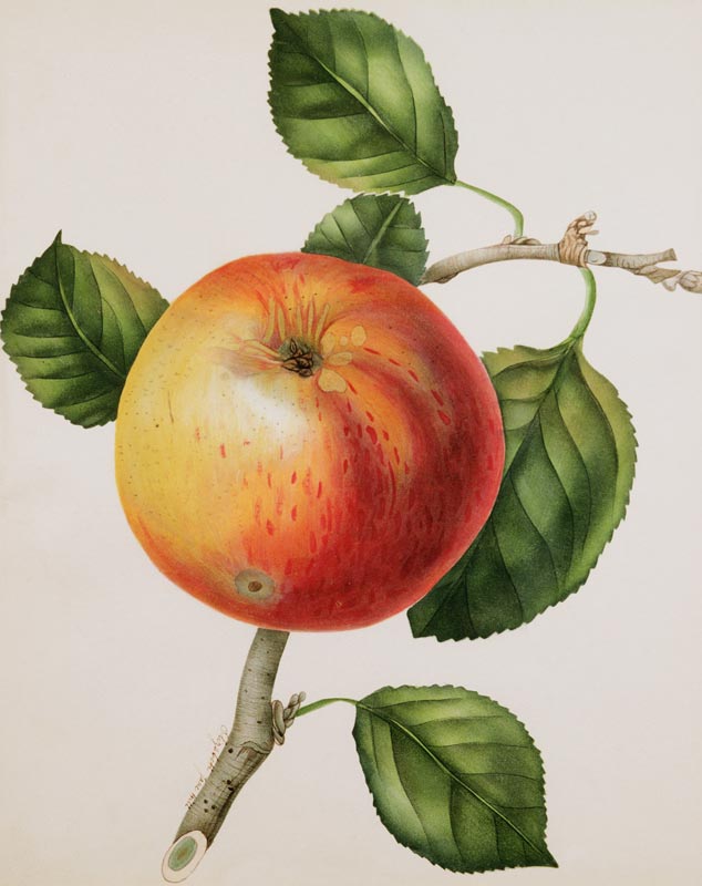An Apple von Elizabeth Jane Hill