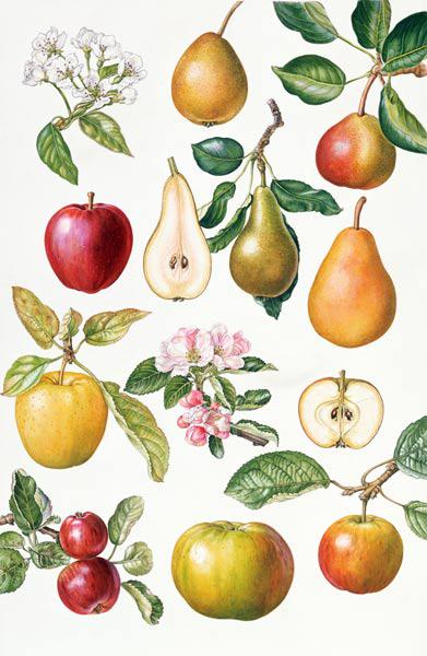 Apples and Pears