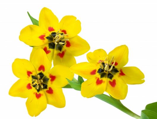 3 Tulpen von Elke Ursula Deja-schnieder