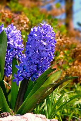 Gartenhyazinthe (Hyacinthus orientalis) von Elke Ursula Deja-schnieder