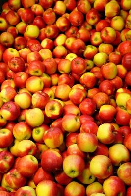 Äpfel Sorte Jonagold von Elke Ursula Deja-schnieder