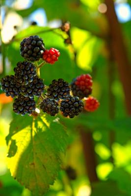 Brombeeren von Elke Ursula Deja-schnieder