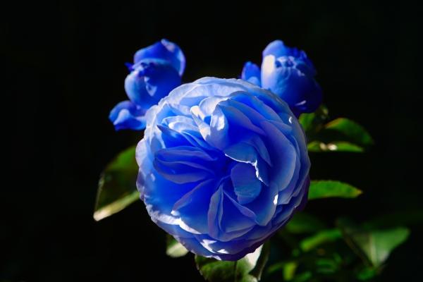 Rose Charles de Gaulle von Elke Ursula Deja-schnieder