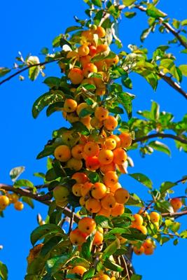 Zieräpfel (Malus Golden Hornet) von Elke Ursula Deja-schnieder