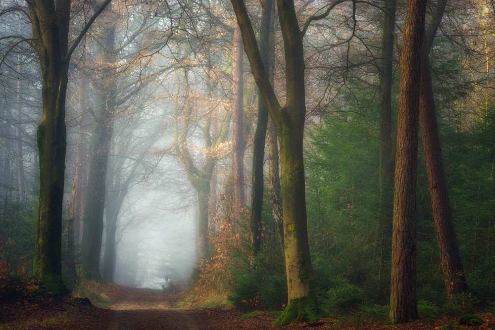 Once Upon A Dream von Ellen Borggreve