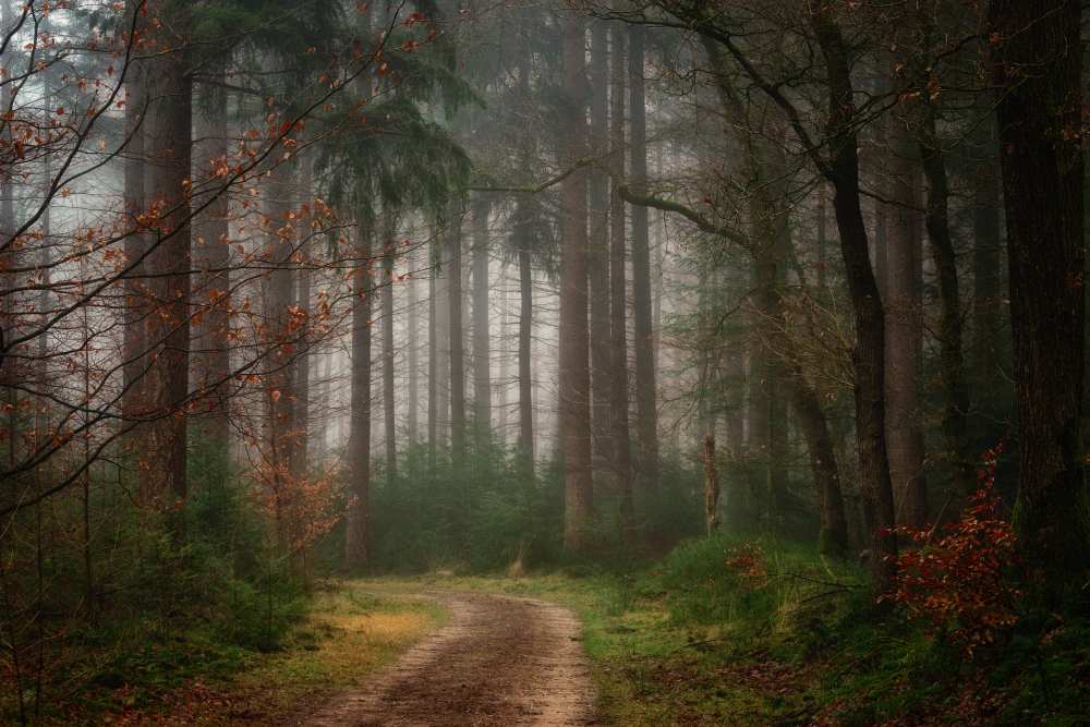 Reveries von Ellen Borggreve