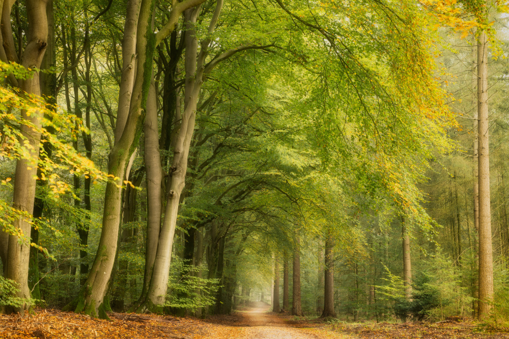 Tunnel Vision von Ellen Borggreve