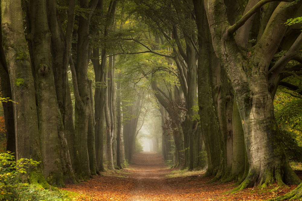 Antiquated von Ellen Borggreve