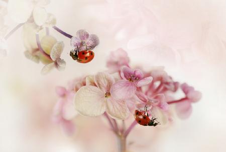 Flowers and ladybirds