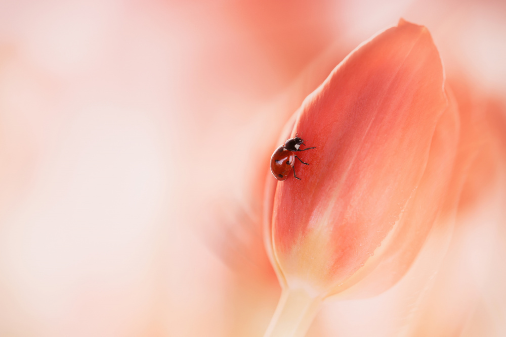 Simplicity von Ellen Van Deelen