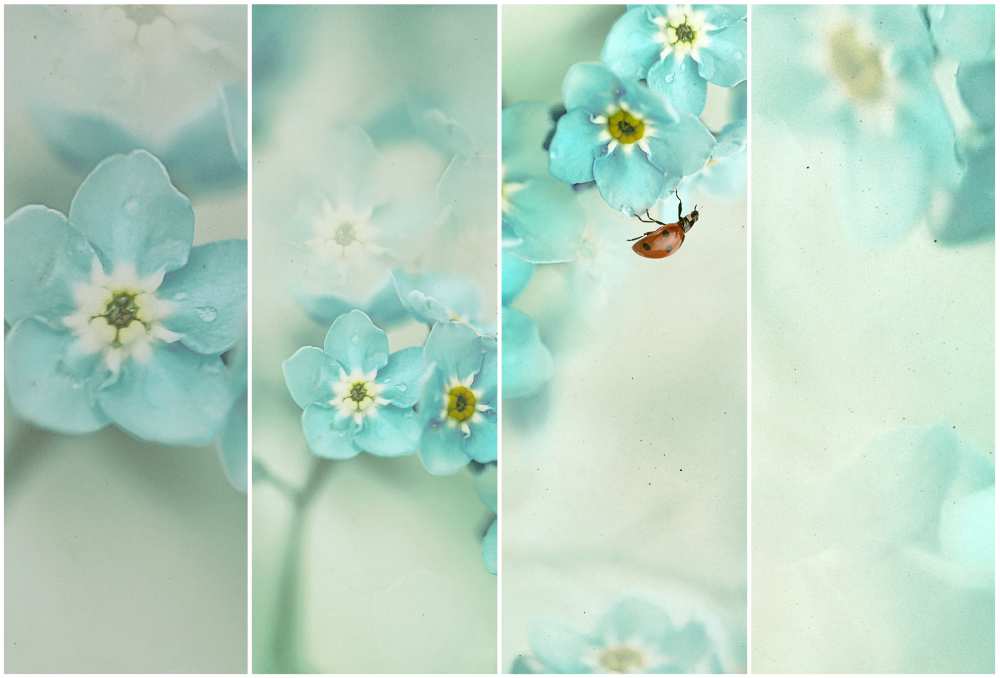 Forget me not..... von Ellen Van Deelen