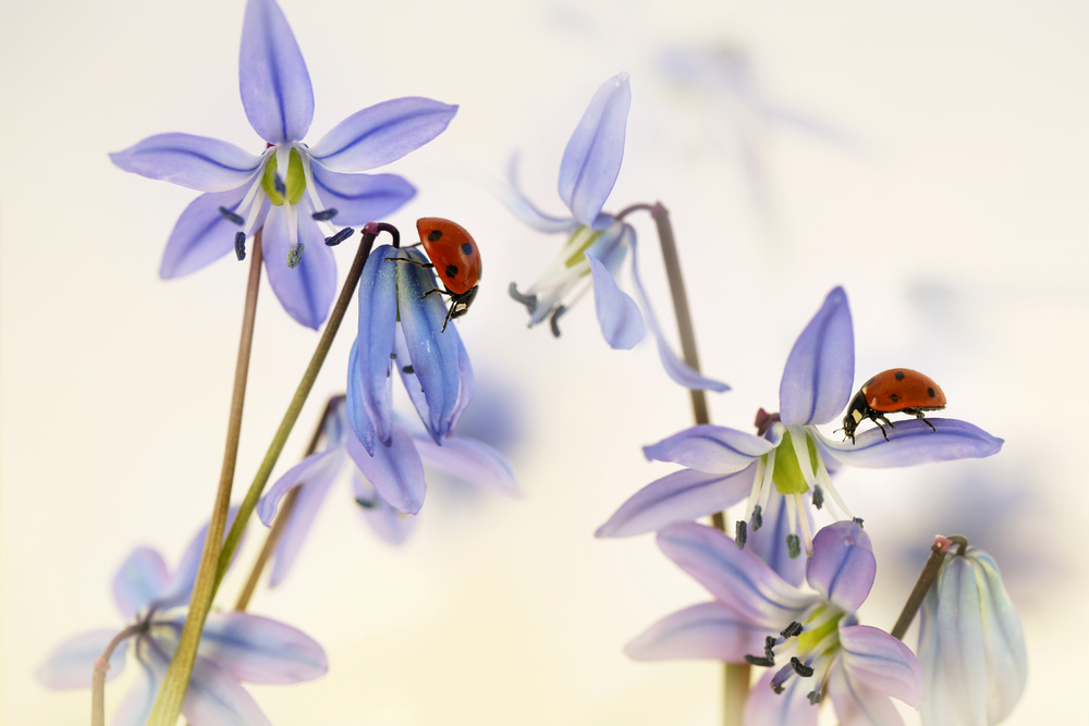 Springtime (Ladybirds with Scilla Siberica) von Ellen Van Deelen