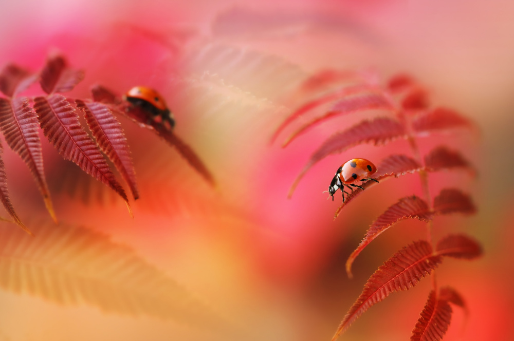 Autumn 2022 von Ellen Van Deelen