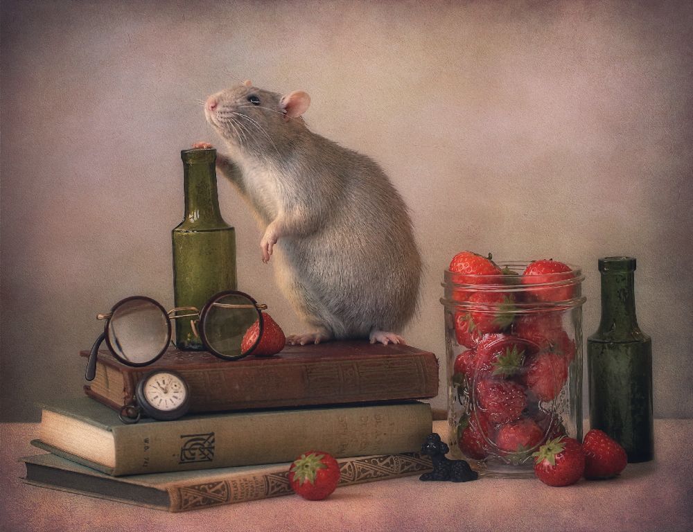 Jimmy :) von Ellen Van Deelen