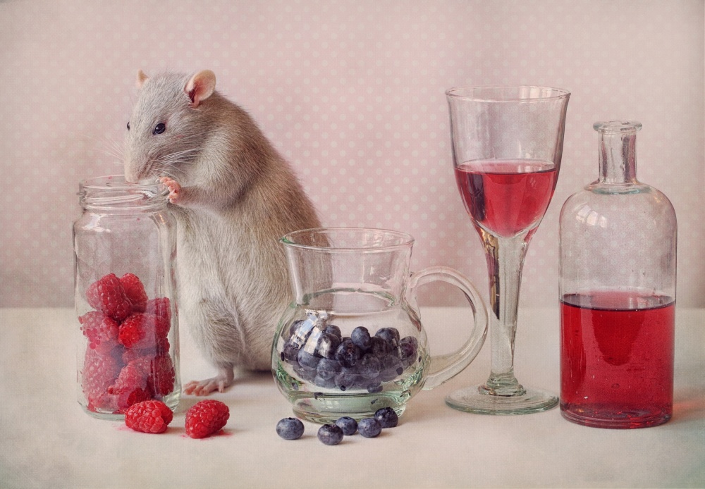 Jimmy von Ellen Van Deelen