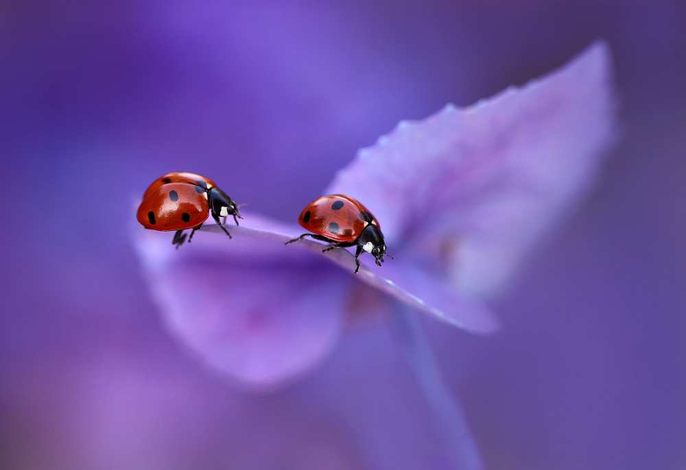 Ladybirds on Hydrangea... von Ellen Van Deelen