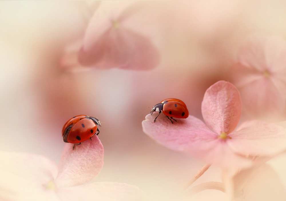 Ladybirds on pink hydrangea. von Ellen Van Deelen