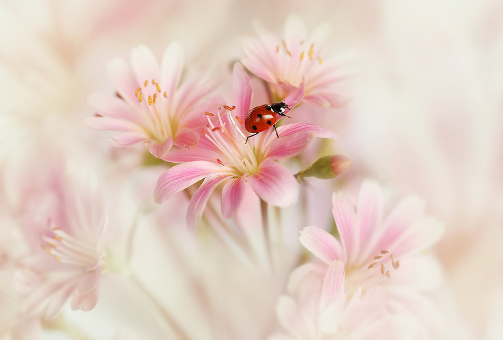 Ladybird with pink flowers. von Ellen Van Deelen