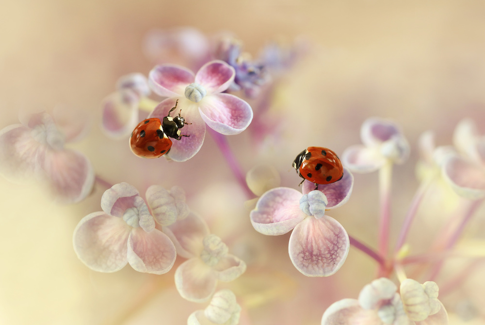 Ladybirds and hydrangea von Ellen Van Deelen