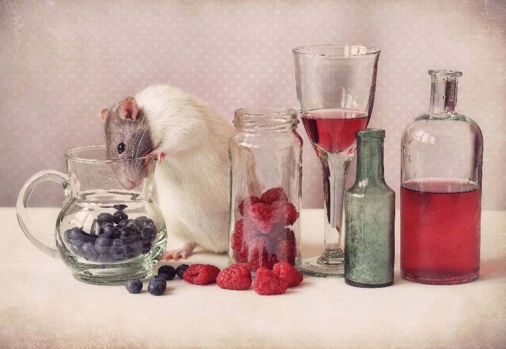 Neugierig von Ellen Van Deelen