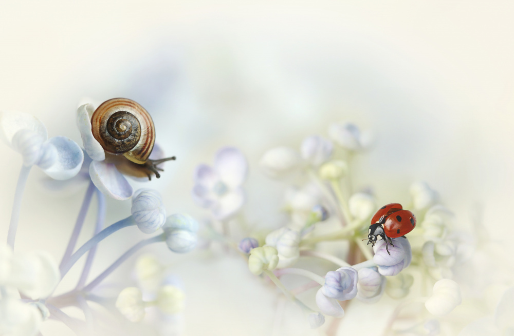 Snail and Ladybird on hydrangea von Ellen Van Deelen