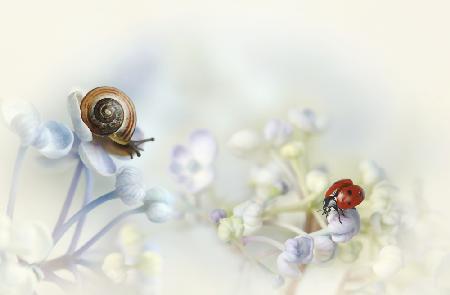 Snail and Ladybird on hydrangea