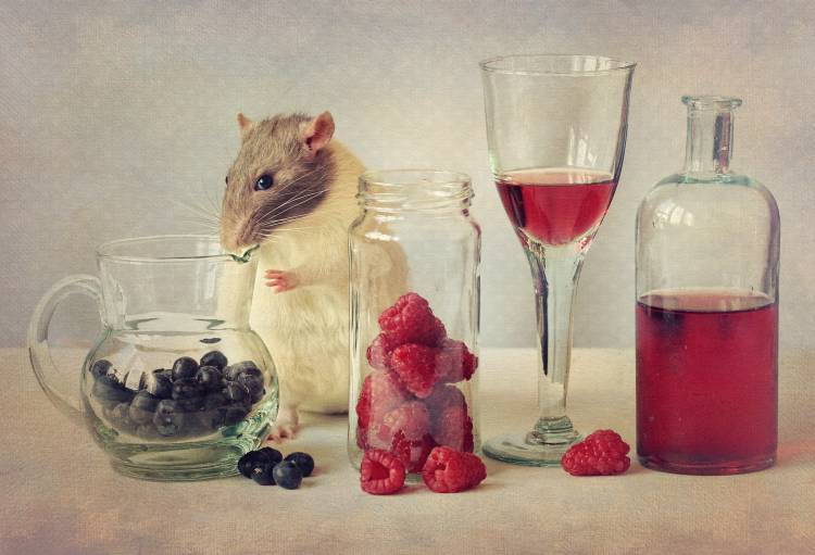 Snoozy loves to eat von Ellen Van Deelen