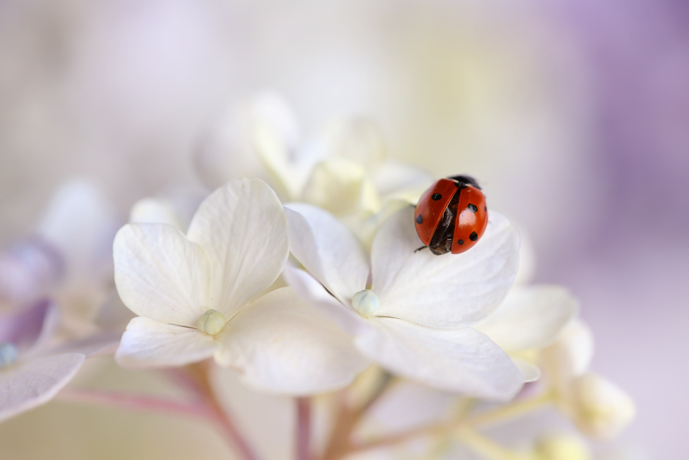 Sunbathing von Ellen Van Deelen