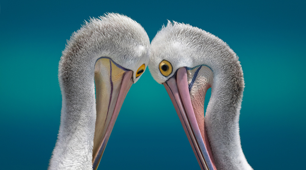 Eye to Eye von Emanuel Papamanolis