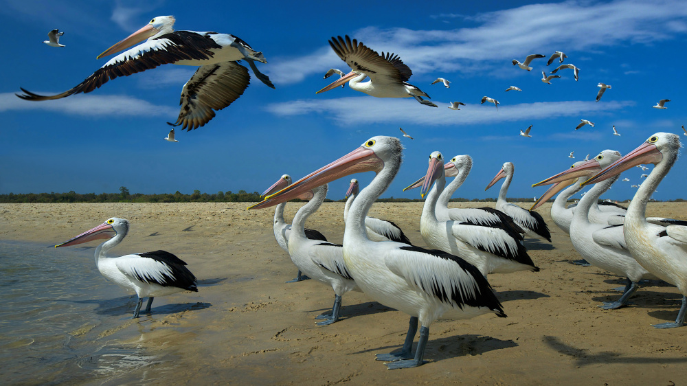 Pelicans and blue skies von Emanuel Papamanolis