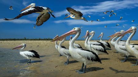 Pelicans and blue skies