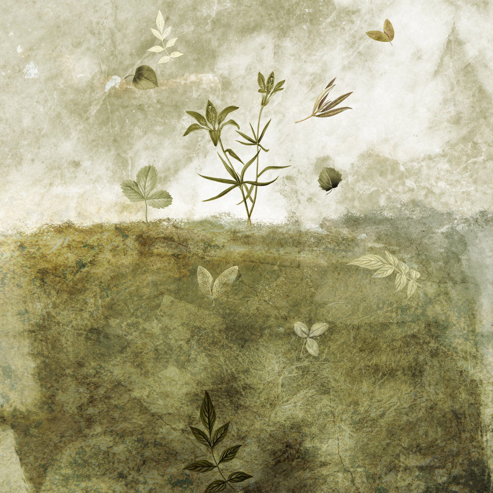 Olive von Emel Tunaboylu