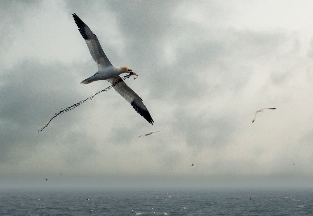 for the nest von Emilio Pino