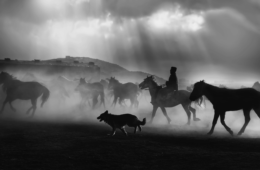 Free horses von Emine Basa