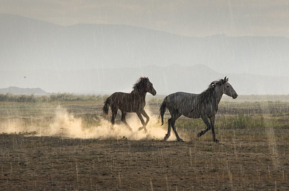 Rain Sun Horses von Emir Bagci