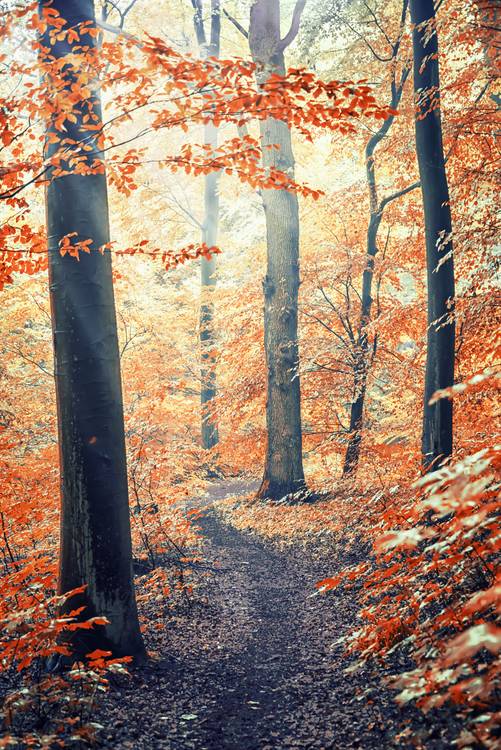 Autumn In Germany von Emmanuel Charlat
