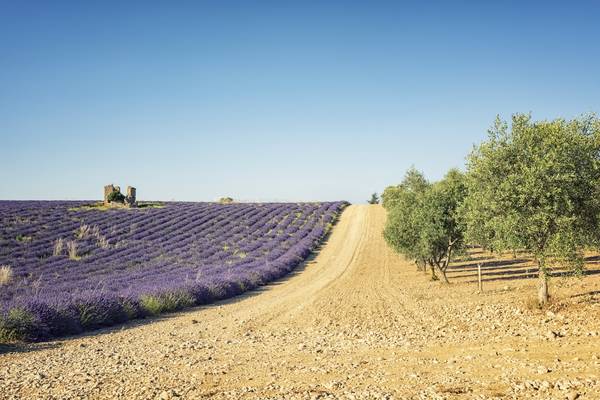 Lavender Vs Olive Trees von Emmanuel Charlat