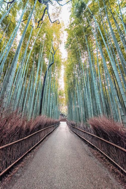 The Bamboo Path von Emmanuel Charlat
