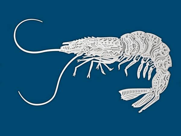 Shrimp von Oliver Ende