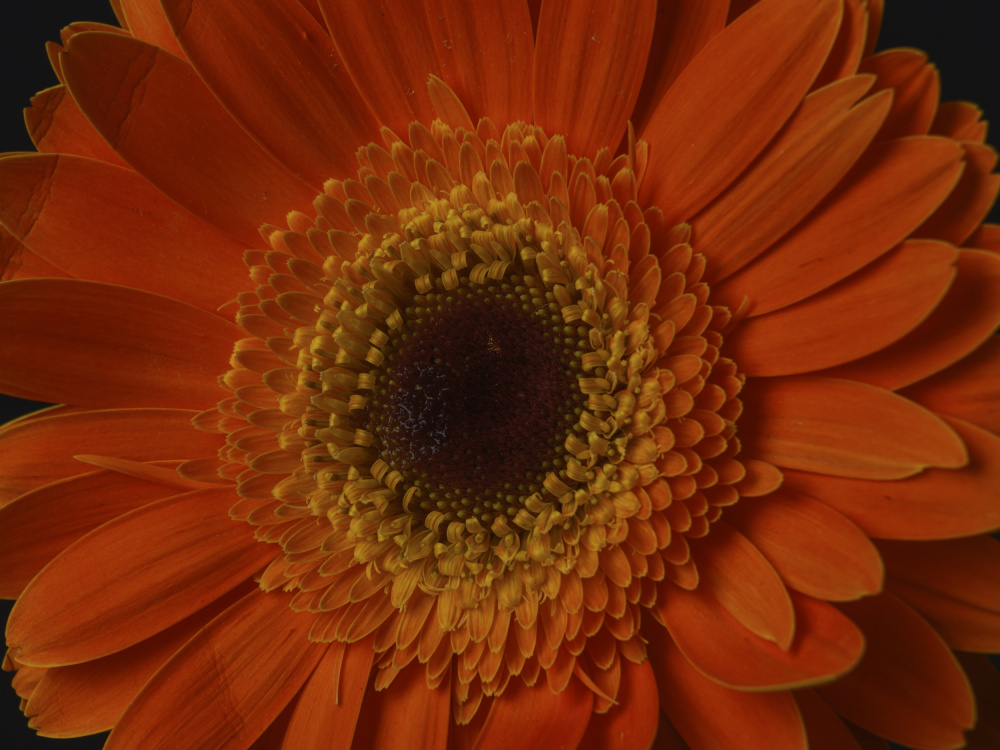 beautiful flower von engin akyurt