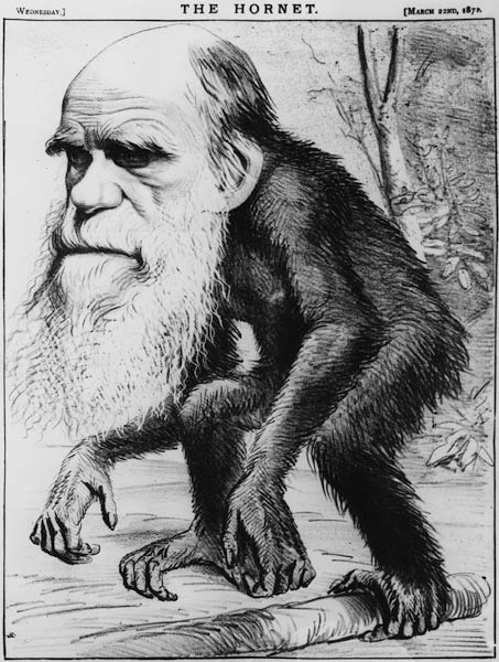 Ein ehrwürdiger Orang-Utan. Aus: 'The Hornet'. von Englisch