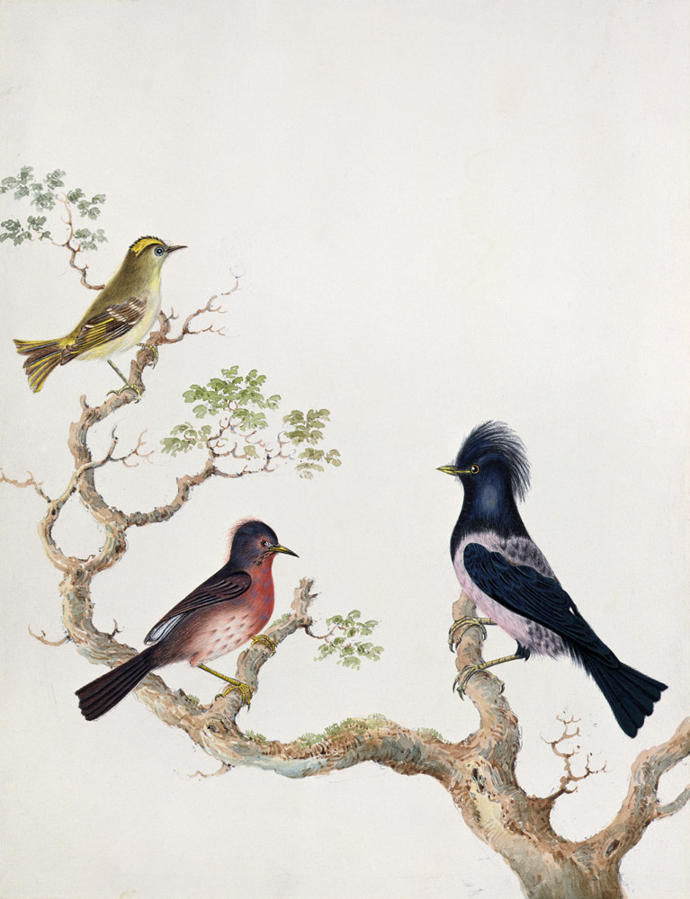 A Golden Crested Wren, a Dartford Warbler and a Rose Coloured Thrush or Ouzel von English School