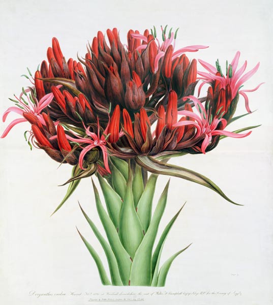 Gymea Lily von English School