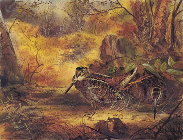 Woodcocks von English School