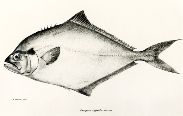 Paropsis Signata, plate 13 from ''The Zoology of the Voyage of H.M.S Beagle, 1832-36'' Charles Darwi von English School