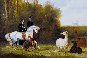 Queen Victoria, Prince Albert and the Prince of Wales at Windsor Park with their Herd of Llamas