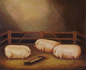 Three Prize Pigs outside a Sty